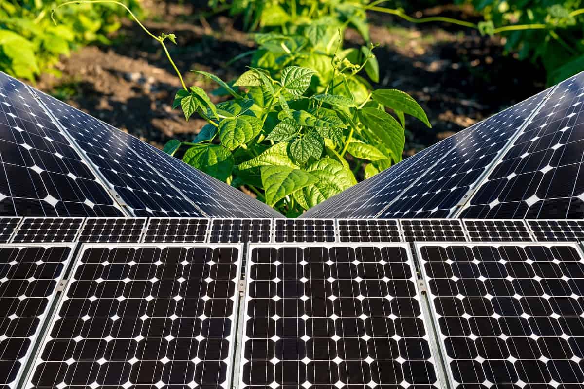 Agrovoltaica